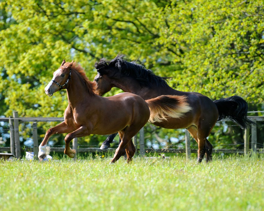 a couple of horses running in the grass