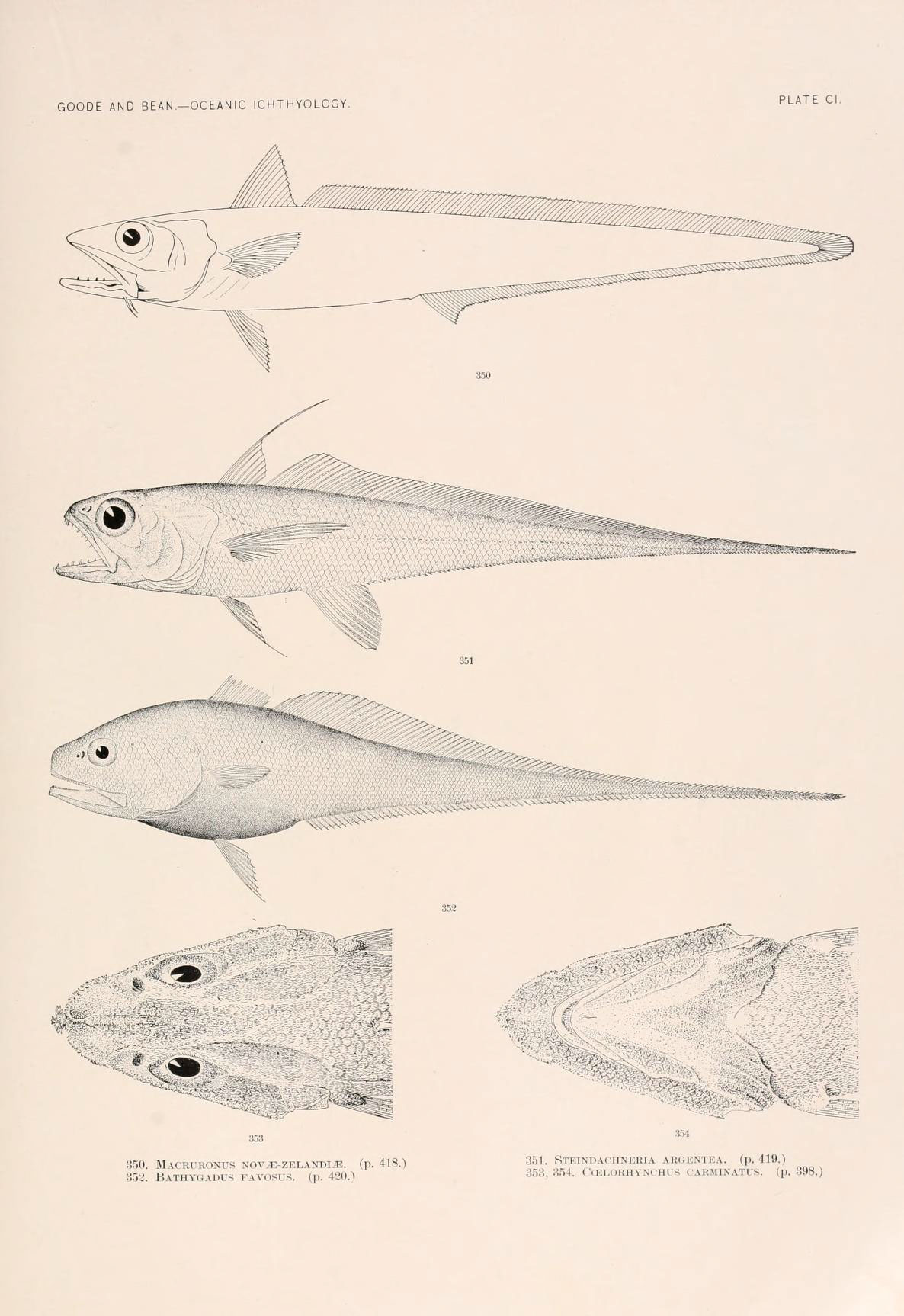fish from the 1800s book of animal species
