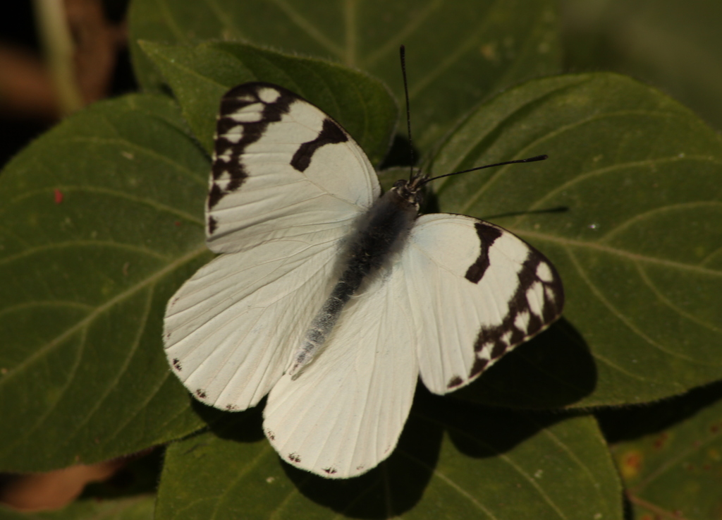 a large white and brown erfly sitting on a leaf