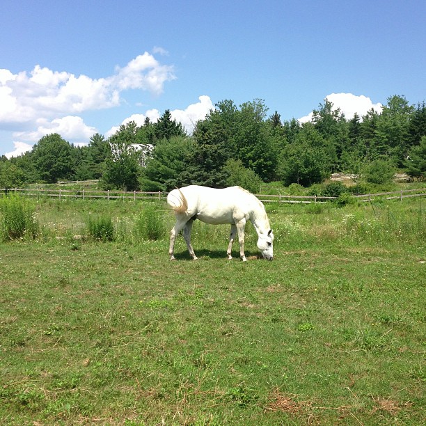 a white horse grazing in a field near some grass