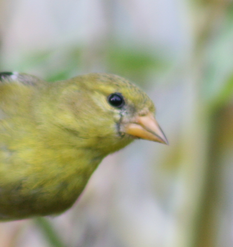 a close up image of a small green bird