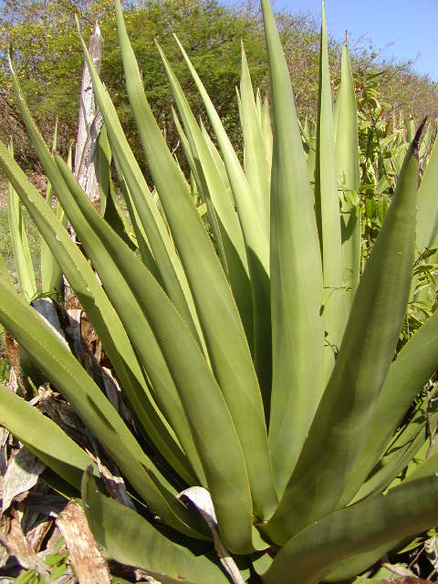 a large green plant with long stems standing by a rocky cliff