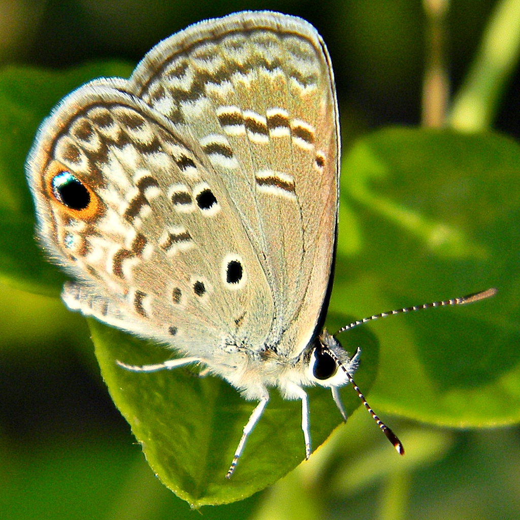 small brown erfly sitting on a leaf