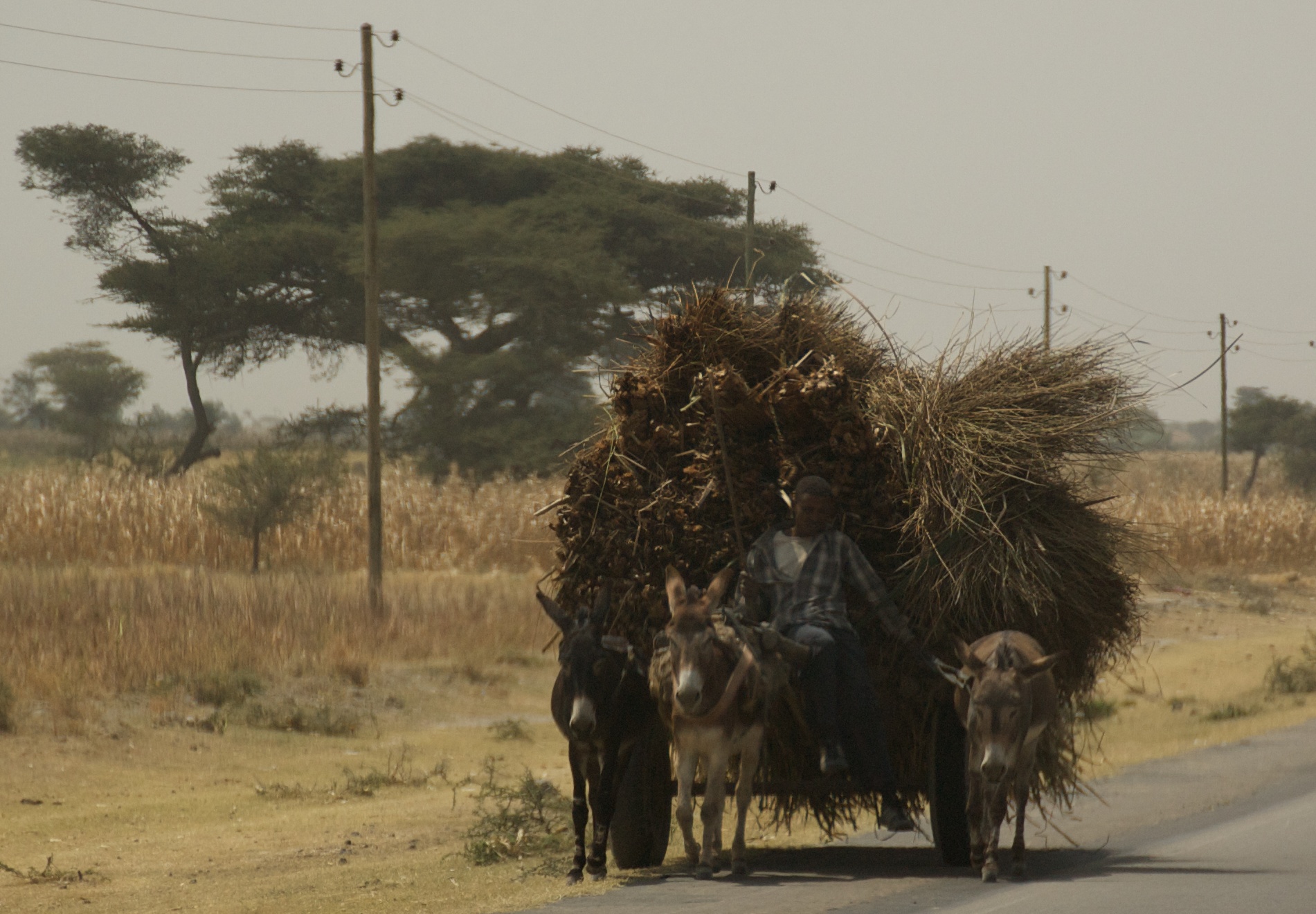 three mules carrying a load down the road