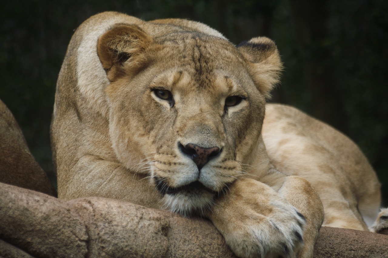 closeup of a young lion rests on a rock