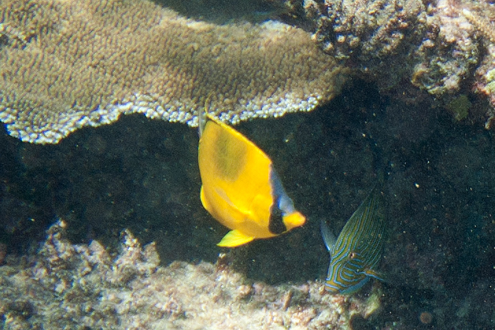a couple of fish swimming along side of a coral