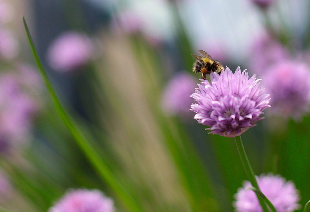 a purple flower has a bee on top