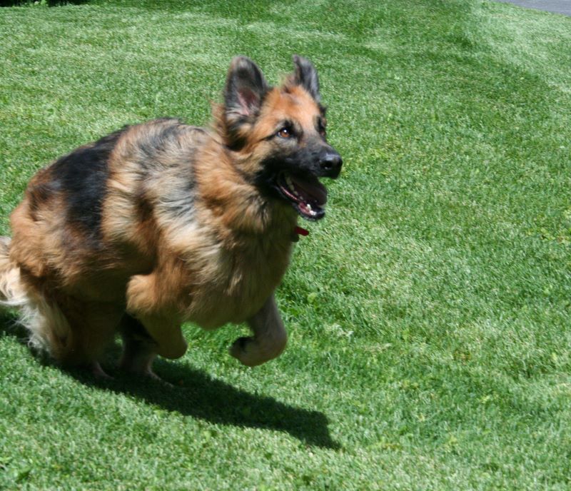 dog running in the grass with his mouth open