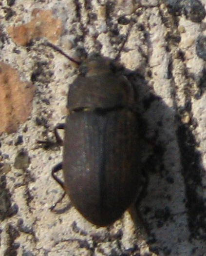 a beetle standing on the trunk of a tree