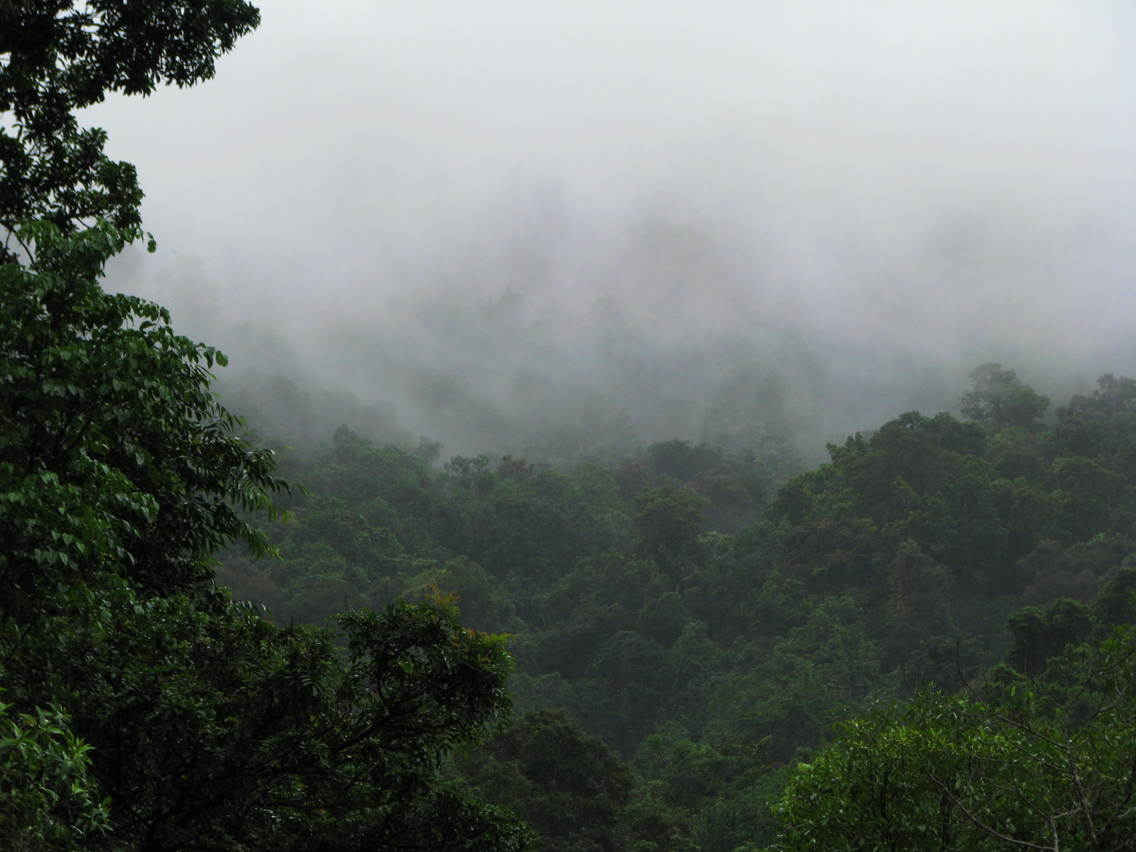 a group of trees that are in the wild