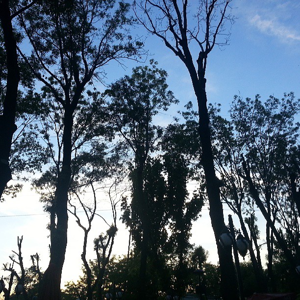 trees are seen with the sun setting in the background