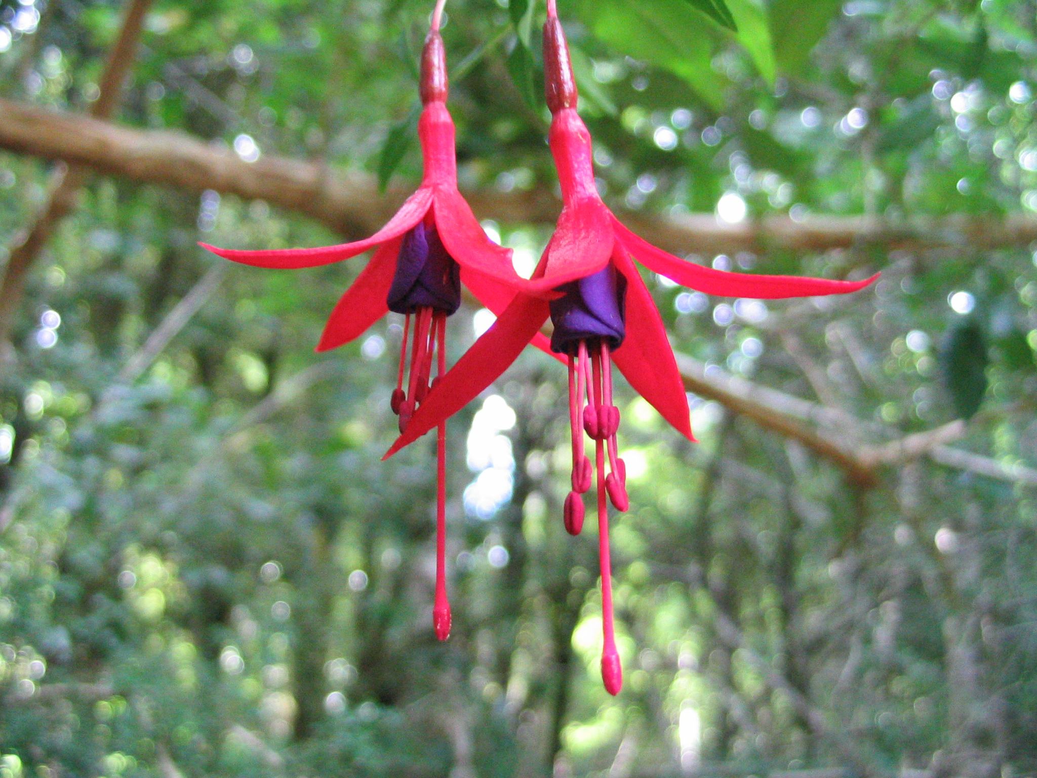 two bright pink fuchsia flowers in front of trees