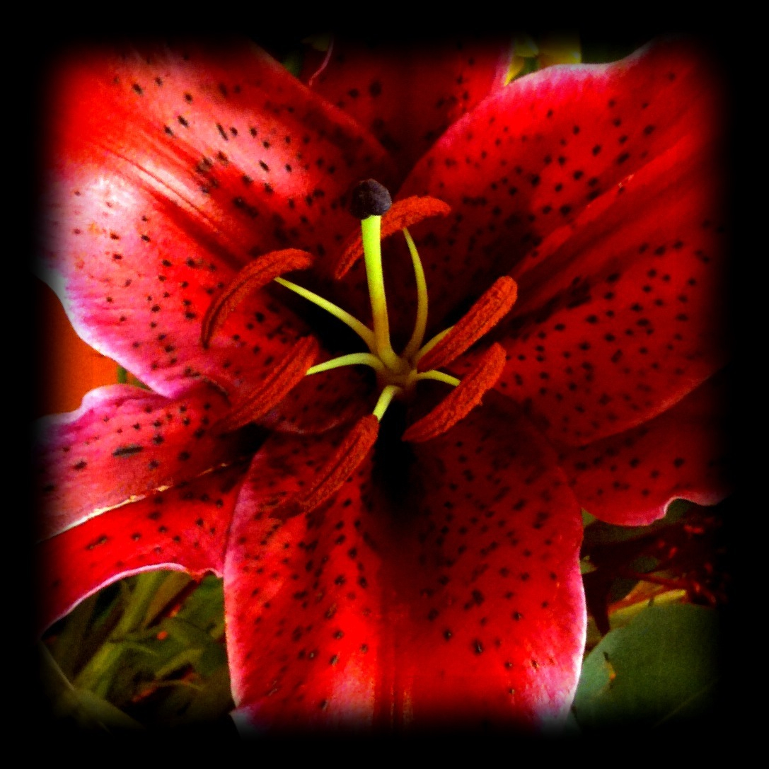 closeup of the center of a red flower