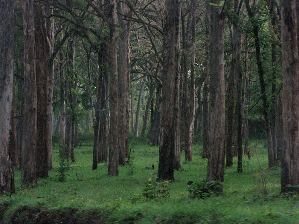 a group of trees near the ground with a person standing by it