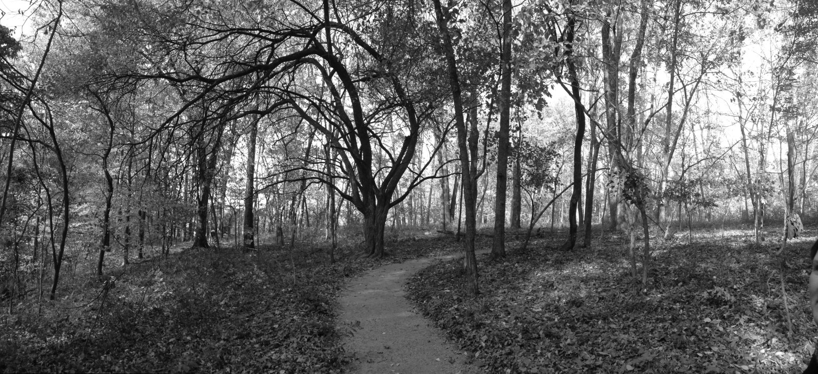 there is a black and white po of a path through the forest