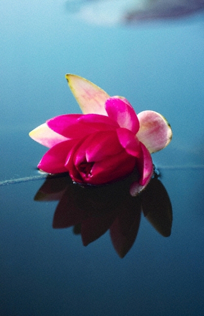 the reflection of a red flower on water