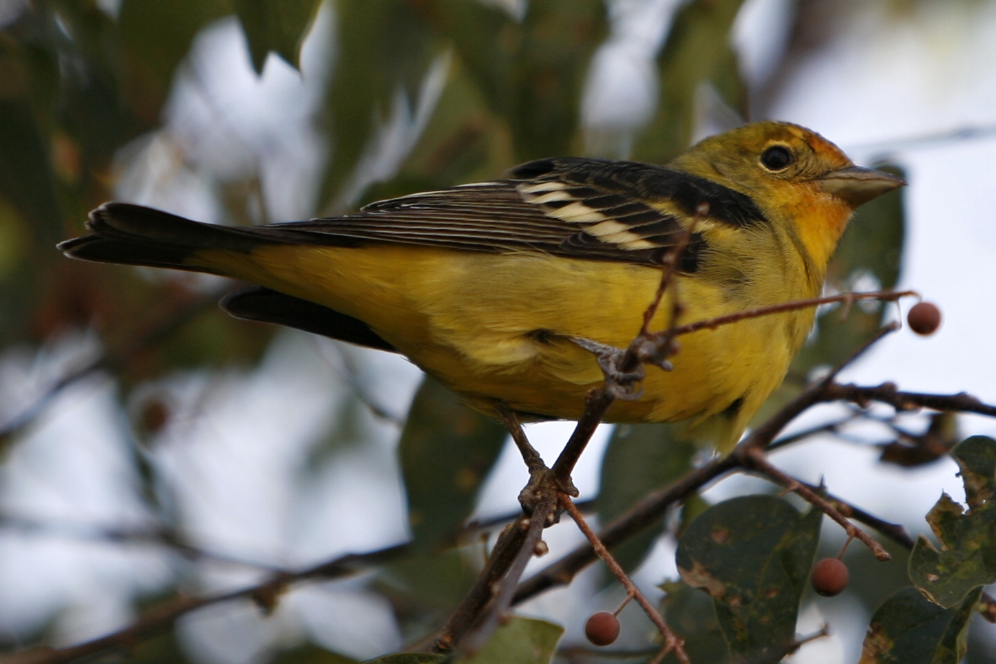 a close up of a small bird on a nch