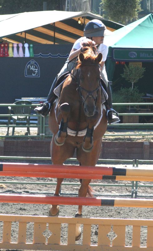 a person riding on the back of a horse over an obstacle