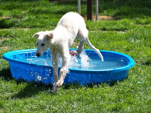 white dog jumping into a blue plastic pool in the grass