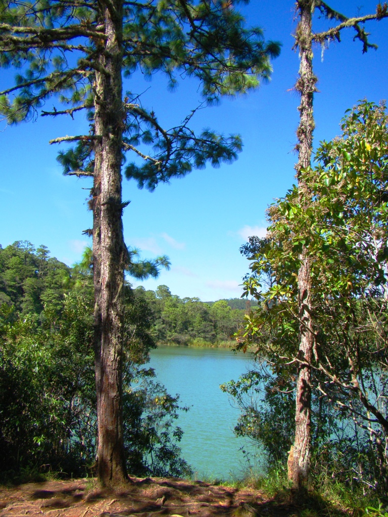 two pine trees overlooking a lake with water below it
