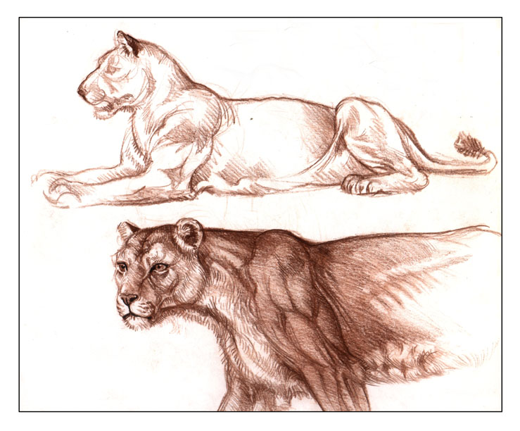 a drawing of two lion cubs