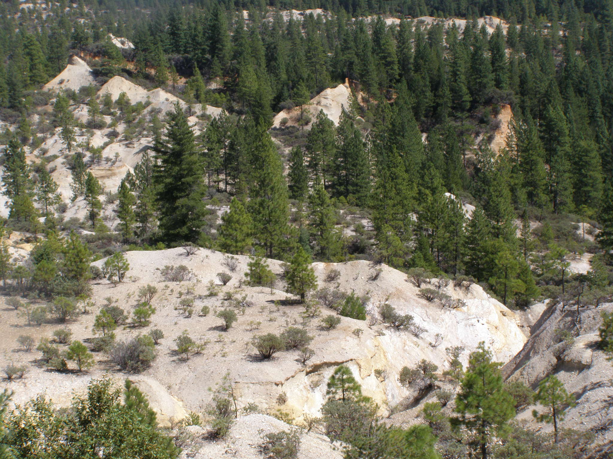 the mountains and pine forest are very barren