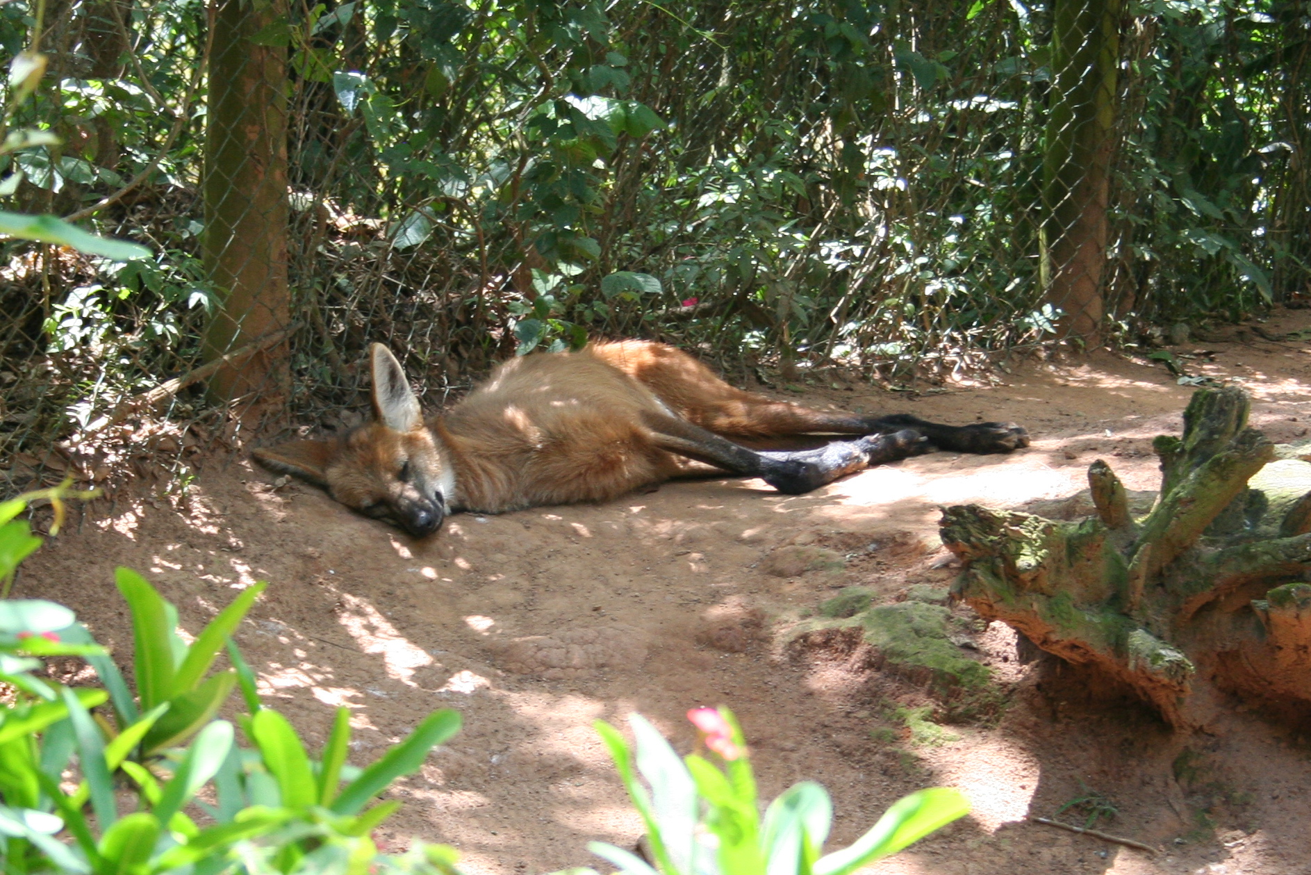 a big cow laying on a dirt field