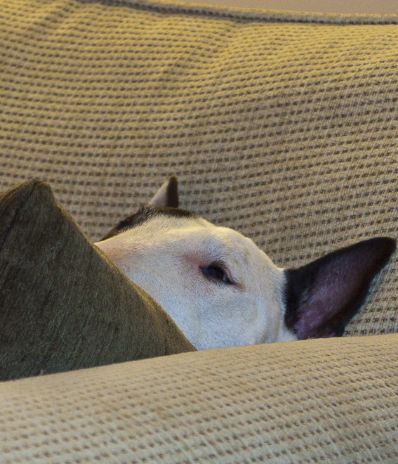 a dog looks sad as he hides behind the back of the couch