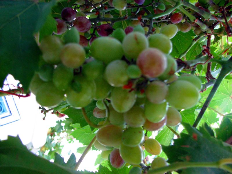 green gs hanging from nches in a garden