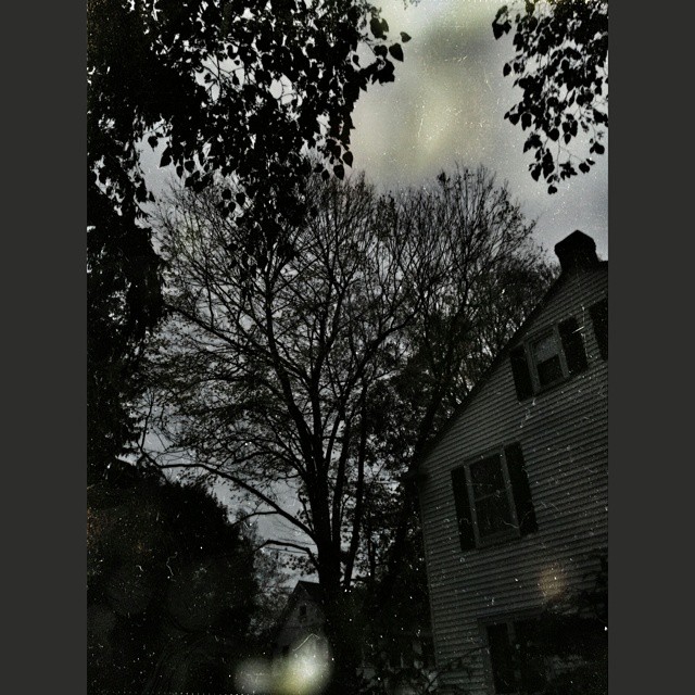 a black and white po of a tree against a gray sky