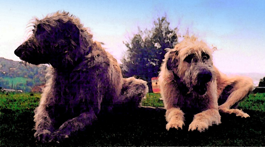 a pair of dogs are posed for the camera