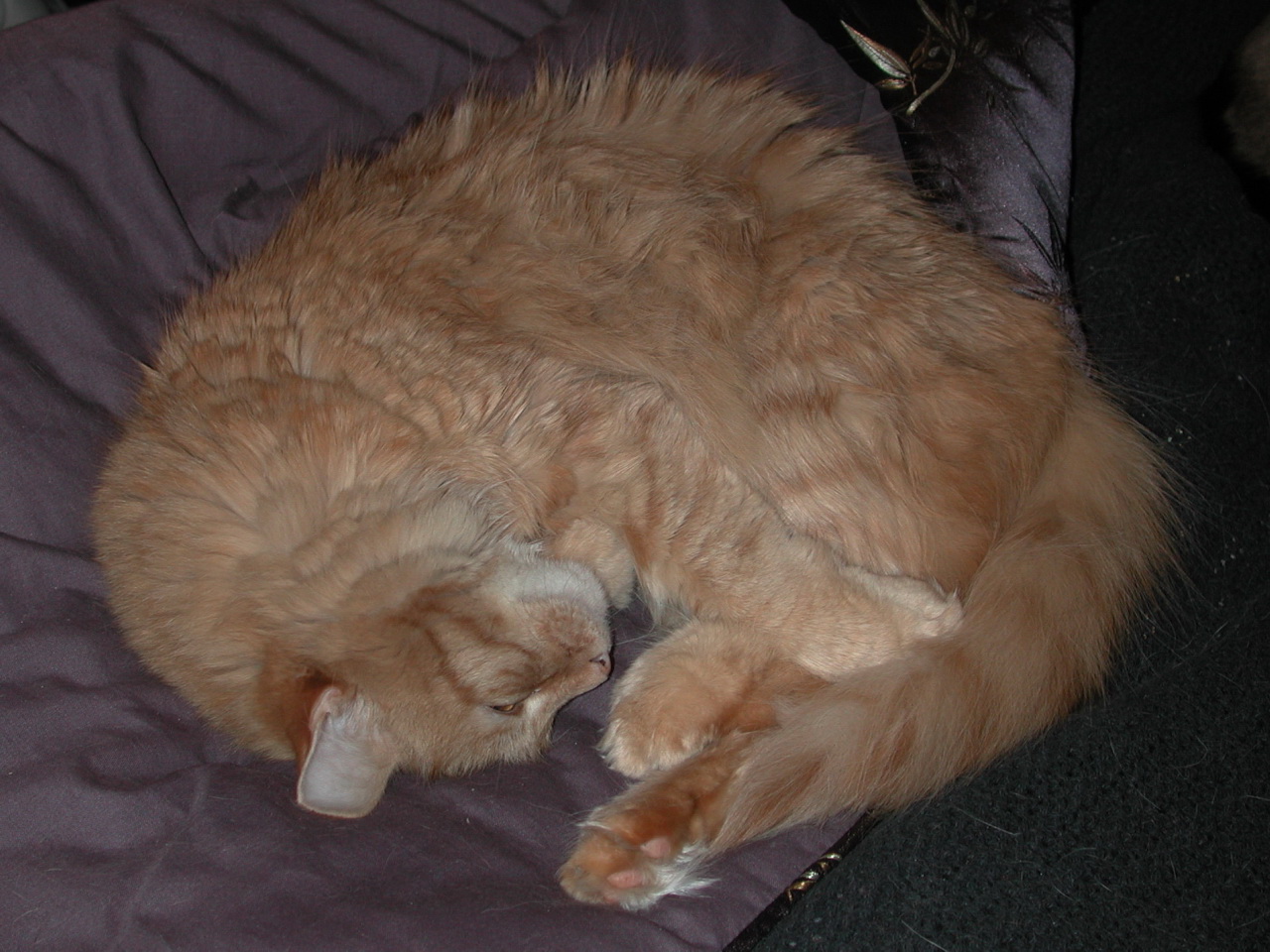 the large orange cat is sleeping on a pillow