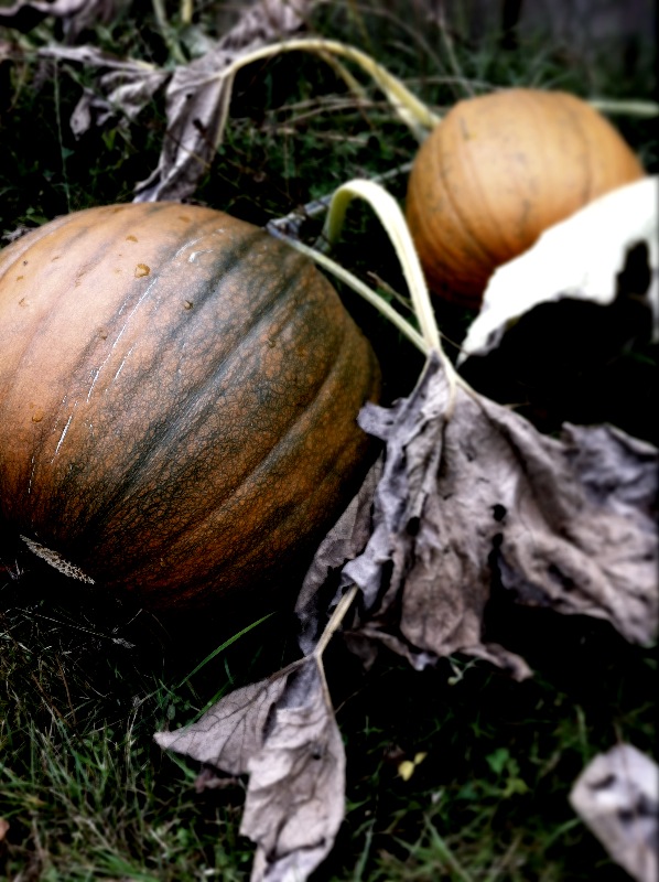 two pumpkins on the grass with autumn leaves