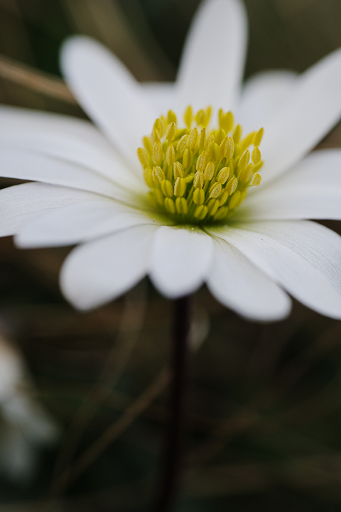 a white daisy with yellow pollen on it