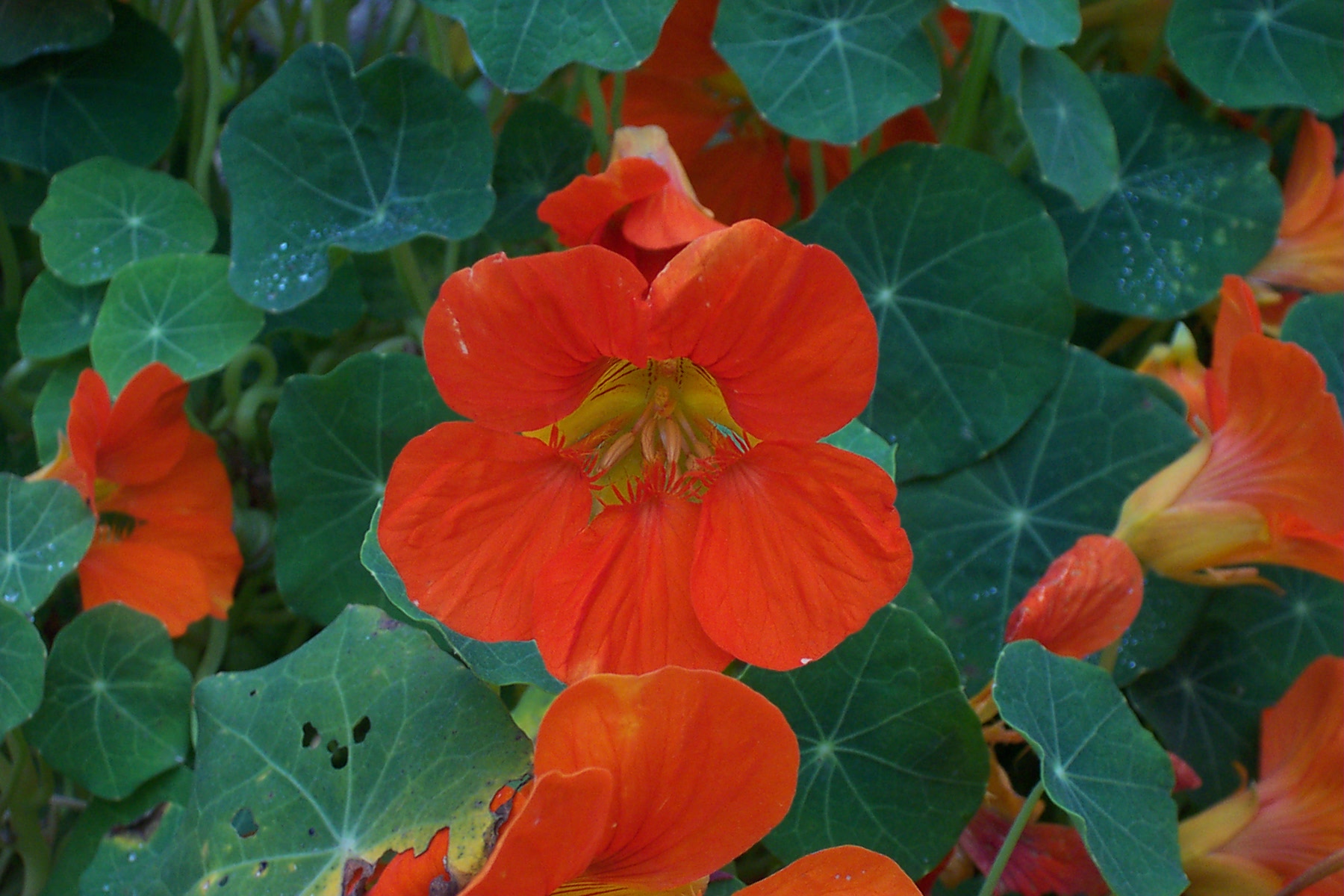 orange flowers that are on top of green plants