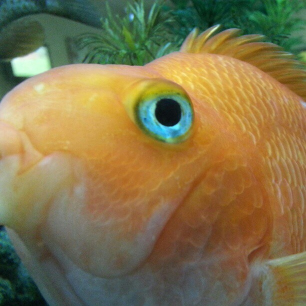 a close up view of the face and tail of a fish