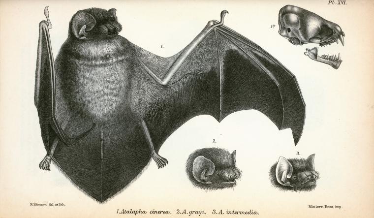 a print showing the various bats and their associated prey
