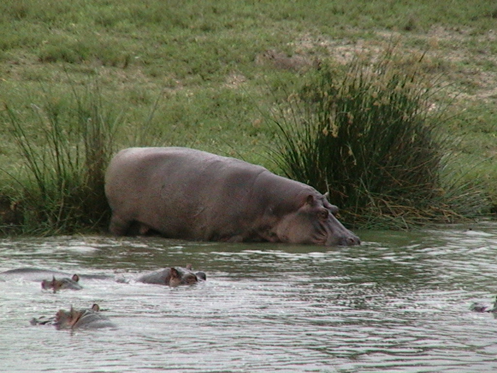 there are hippos that can be seen wading in the river