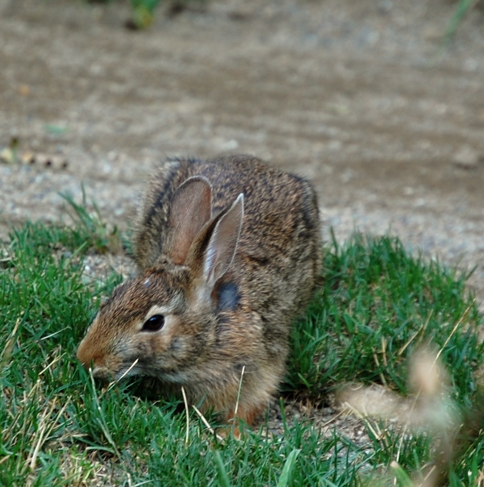 a small brown rabbit sitting on top of green grass