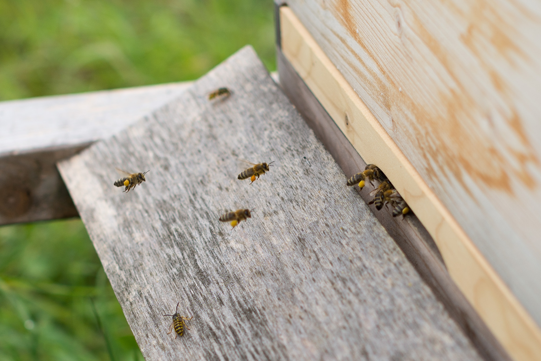 a group of bees swarming through a wooden wall