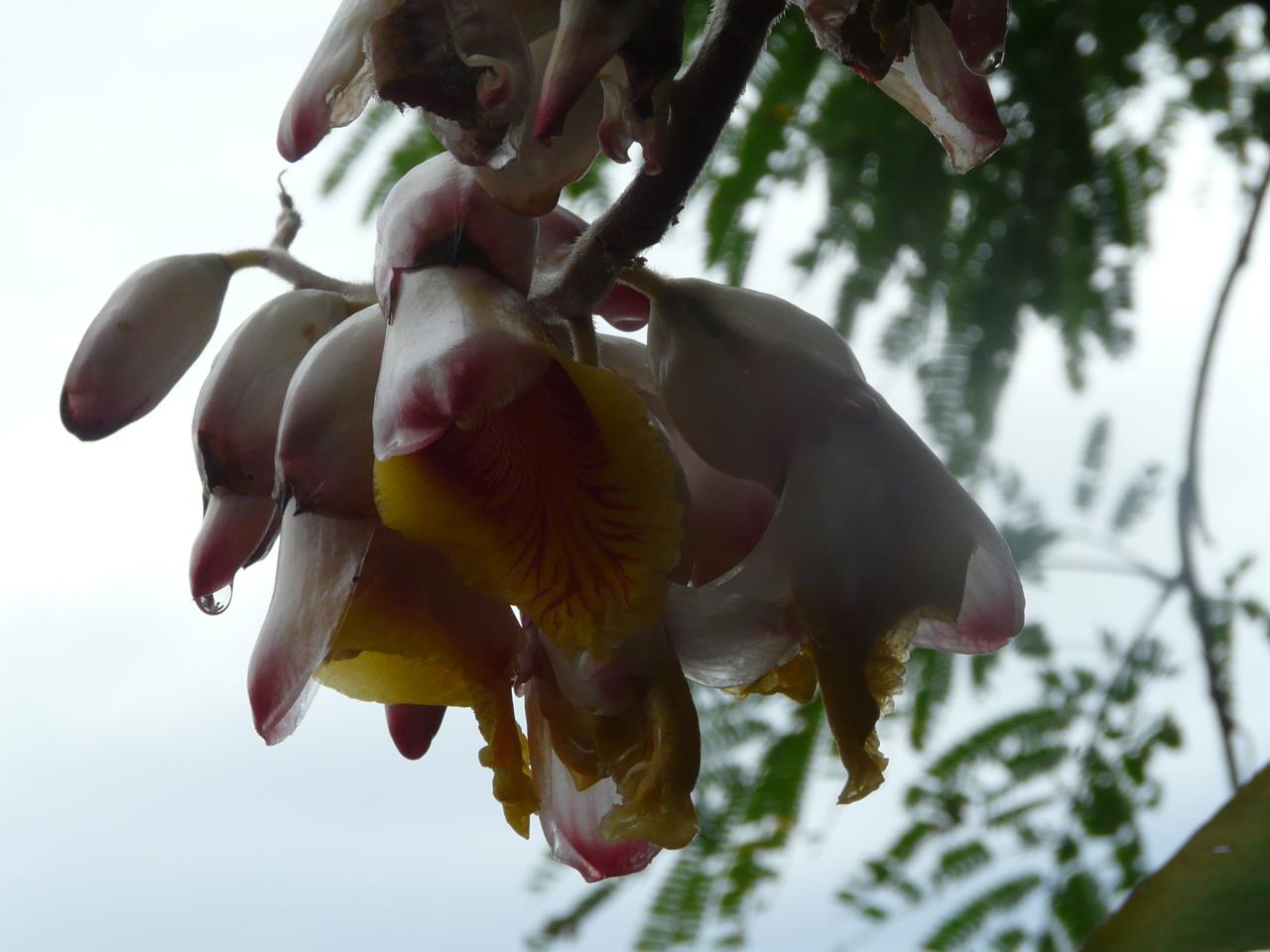 a close up of flowers hanging on the nches