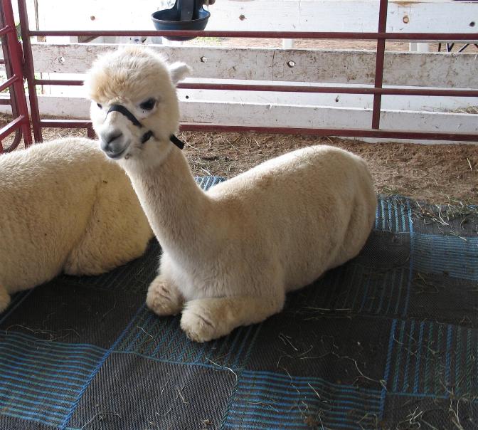 two llamas laying down on the ground in a pen