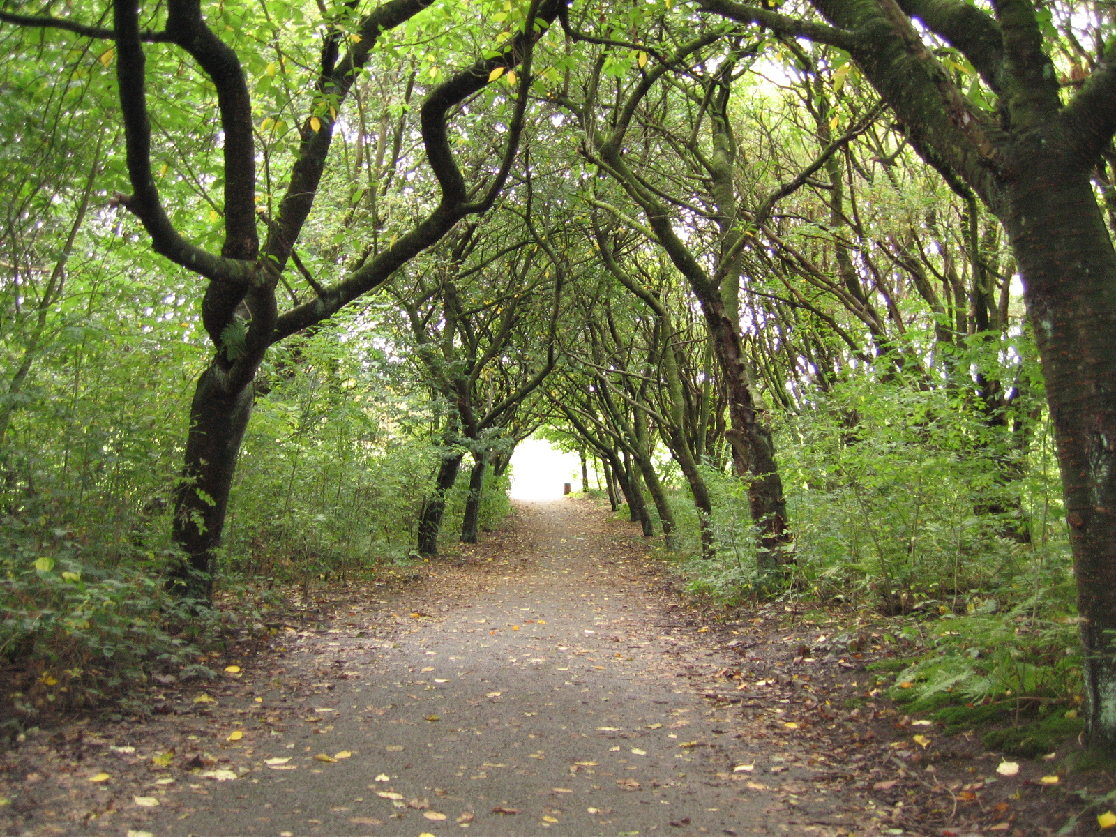 a very narrow tree lined path that leads into a small forest