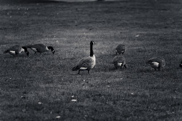a flock of geese grazing in a grassy field