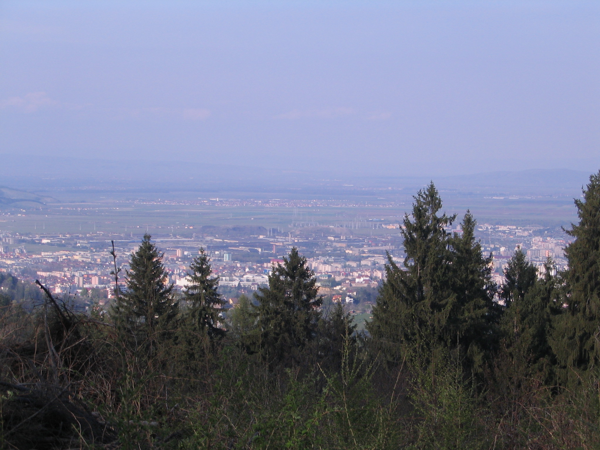 a city is seen behind tall trees in the distance