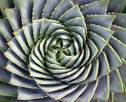 the top view of an unusual plant with a spiral design on its center