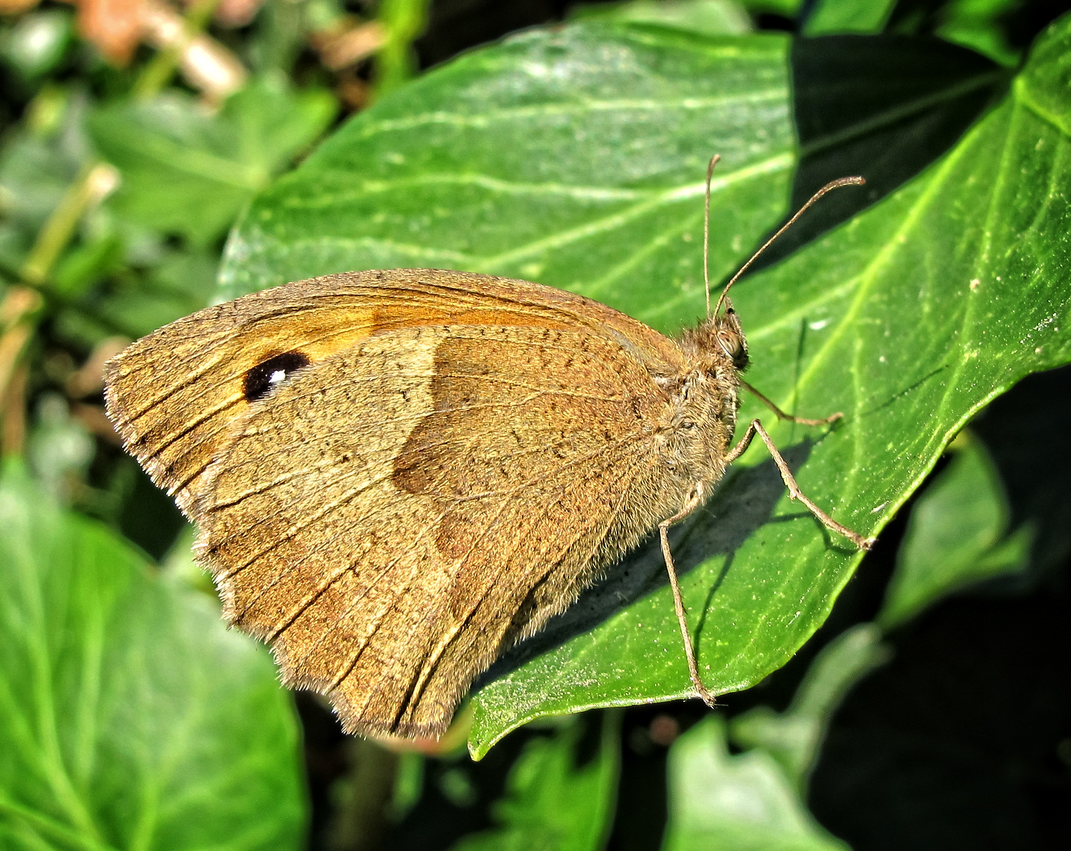 a brown and black erfly sitting on green leaves