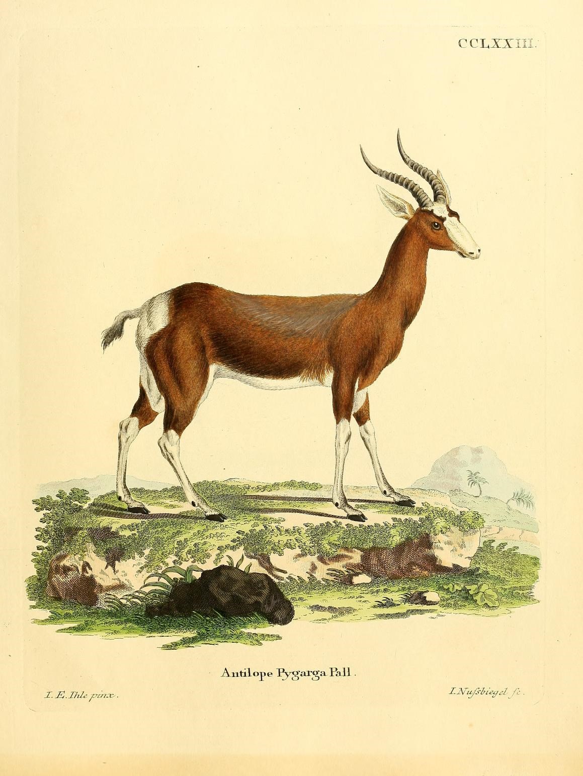a drawing of an antelope with long horns on the side