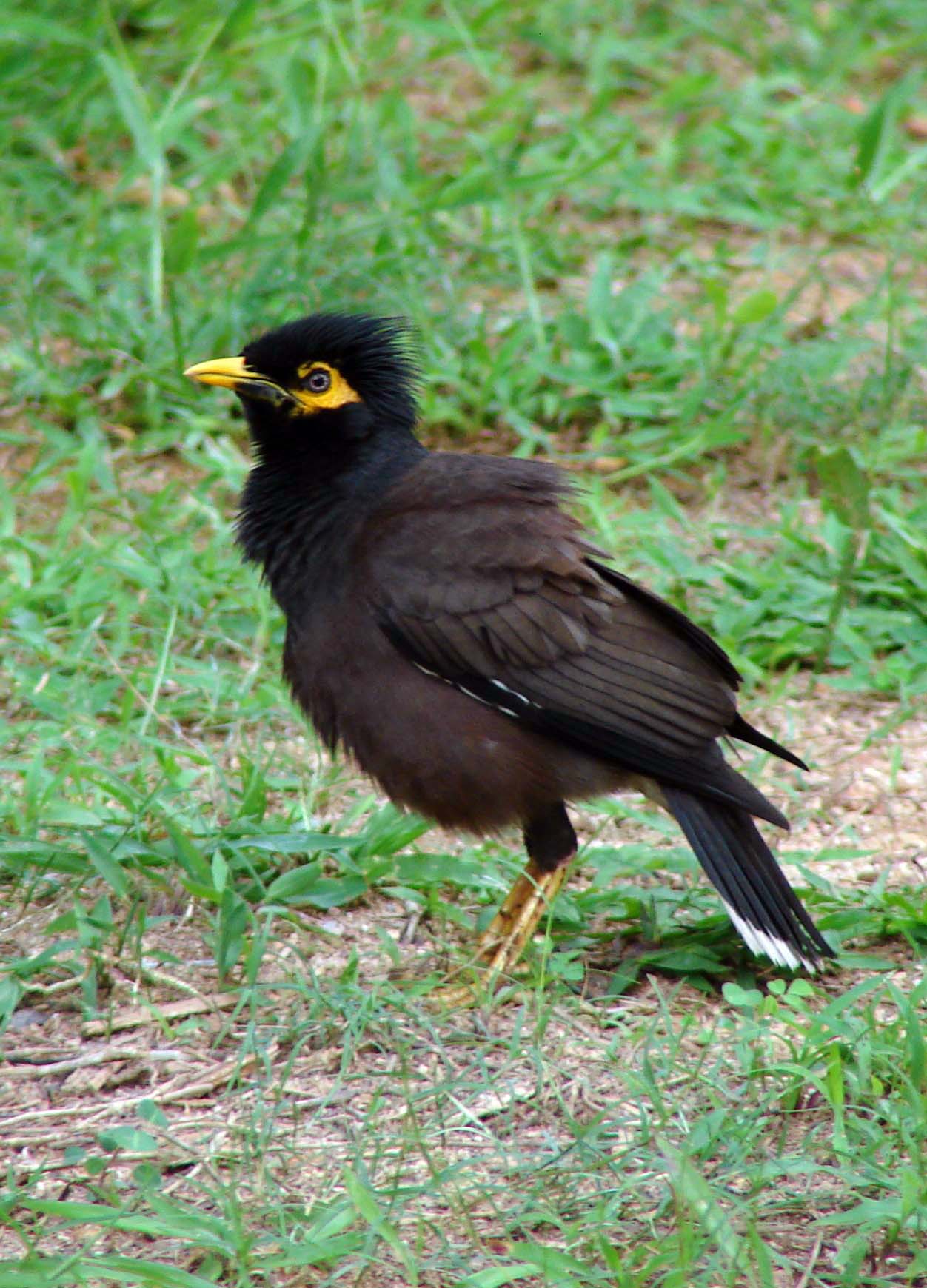 a black bird standing on the grass in the wild