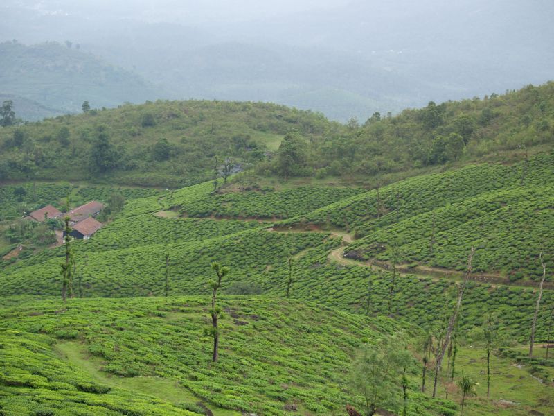 an area with a tea plantation in the distance